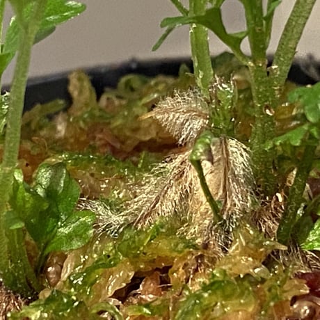 Bolbitis sp. from Kidapawan Mindanao