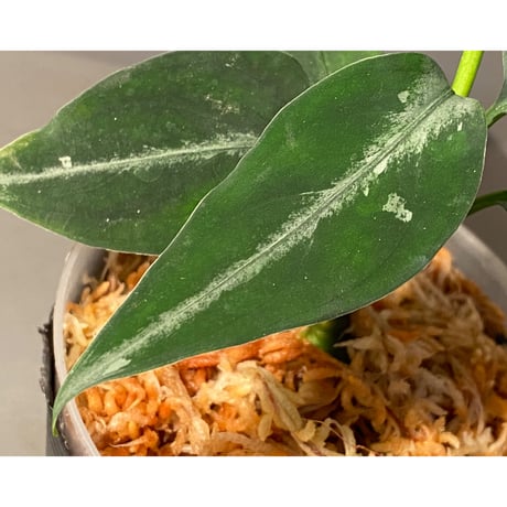 (本タグ付き) Aglaonema pictum from Sumatera A2  [TK070918]