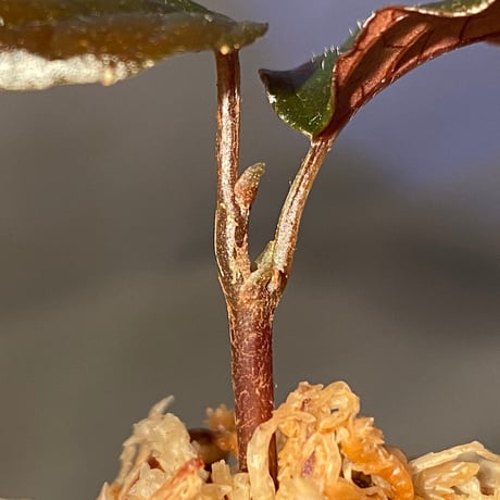 Pterisanthes sp. from Sidikalang [R0817-01c]