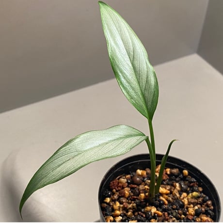 Homalomena sp. White leaf from "Pendang" Kal tengah [TB]
