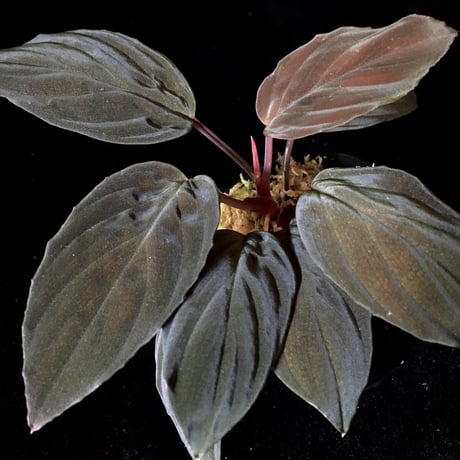 science room ver. Homalomena