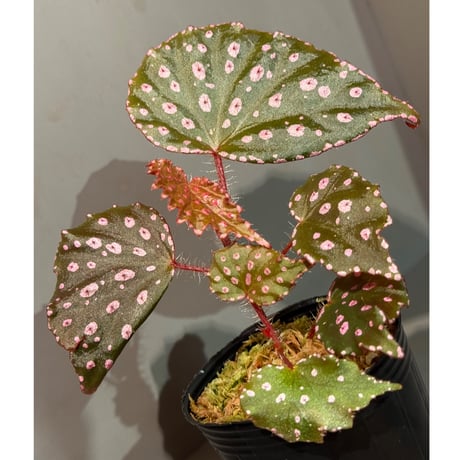 Begonia sp. "Muara Wahau" Kutai timur Kalimantan timur [TB]