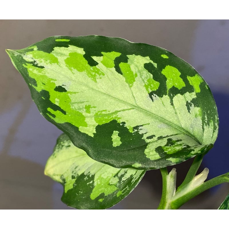 Aglaonema pictum tricolor 