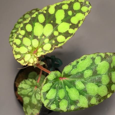 Begonia chlorosticta (Green) from Borneo Sarawak