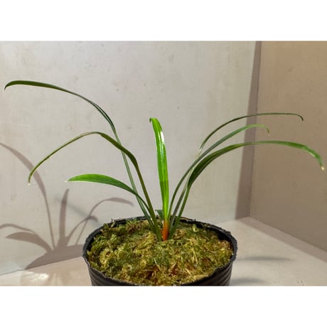 Bakoaella cf. nakamotoi from Melawi West Kalimantan (Mサイズ)