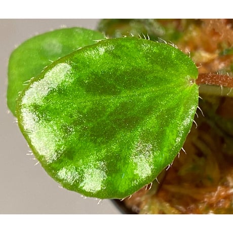 Begonia blancii