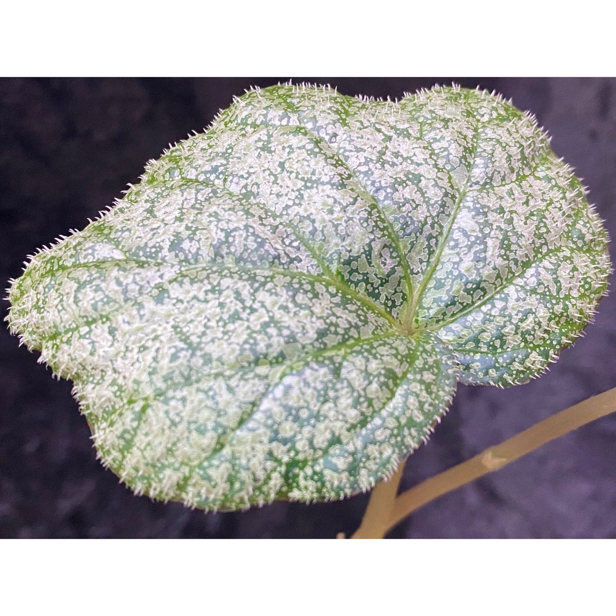 Begonia sp. Phayao 0625-4 球根性 ベゴニア タイ北部産 ② Begonia sp