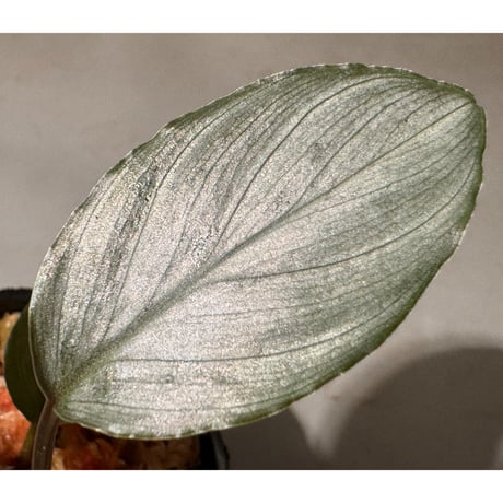 Homalomena sp. "Red" from Bogor ②