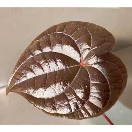 Dioscorea dodecaneura (discolor)