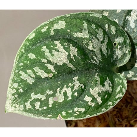 Scindapsus pictus "Padang" from Sumatra barat [TB]