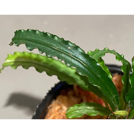 Bucephalandra sp. "MEDUSA"