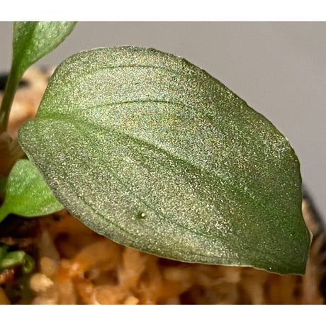 Homalomena sp. "Shirogane" SRP from Pulau Lingga[HW1017-XX]