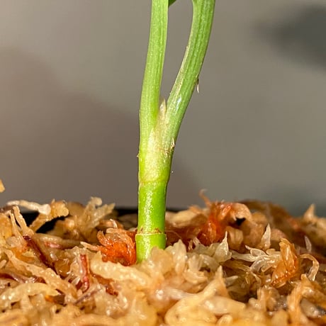 Aglaonema pictum "Corsair" BNN from Sibolga timur [AZ0216-1d] ②