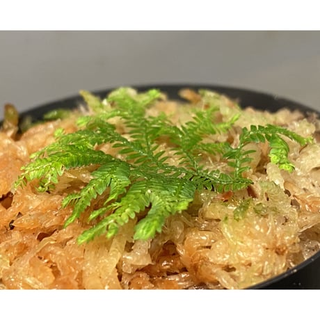 Selaginella biformis [STRINGE PLANTS]
