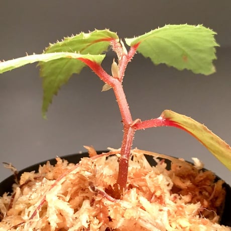 Begonia sp. from Balai Ringin [RIO]