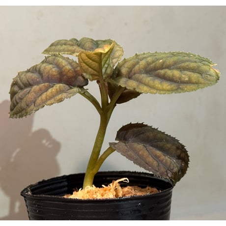 Ardisia sp. from Vietnam