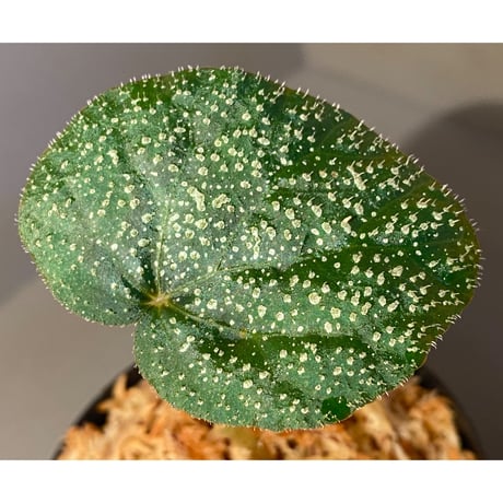 Begonia sp. from Trat Thailand ①