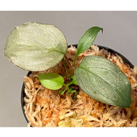 Homalomena sp. "Shirogane" SRP from Pulau Lingga[HW1017-XX]