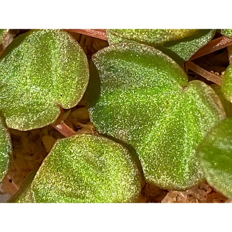 Begonia lichenora (sp.Mini) from Kalimantan Sarawak border [LA]