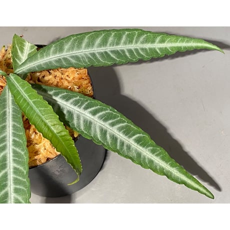 Ardisia sp. DCF from Sibolga Utara [HW0418-08c]