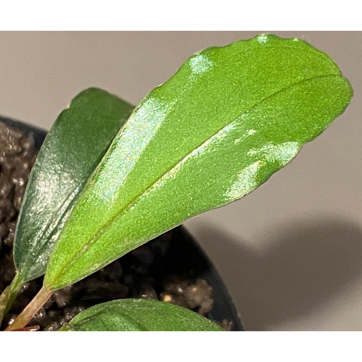 水草 Bucephalandra sp. Sokan Bucephalandra sp. Sokan - メルカリ