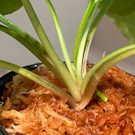 Cryptocoryne minima from Aceh sumatera [出射氏]