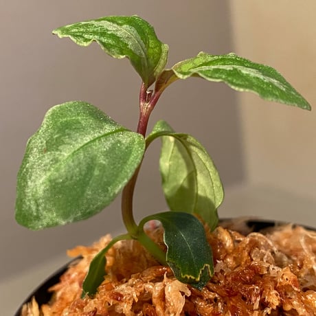 Unknown from Sarawak