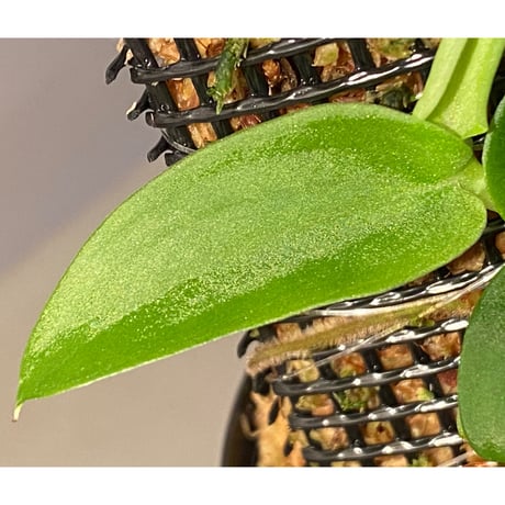 Rhaphidophora sp. from Genting Highlands