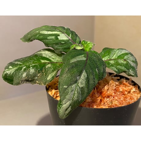 Gymnostachyum sp. from Tigalingga [HW0219-02]