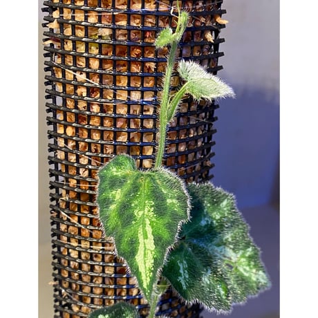 Unknown climbing plants from Ngabang West Kalimantan