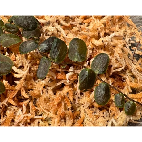 Marcgravia sp. "Bronze"