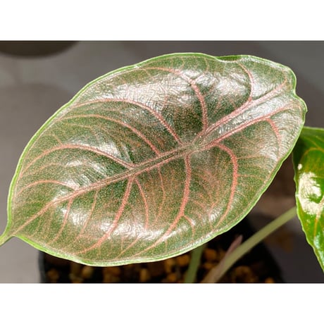 Alocasia azlanii