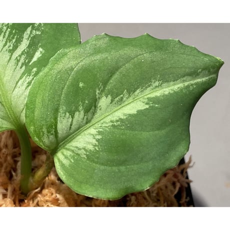 Aglaonema pictum "Gigant" from Padang [AZ0914-1b]