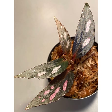 Begonia sp. from Julau [R1214-01b] RIO
