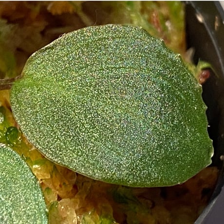 Homalomena sp. from Tambunan [TK200217]