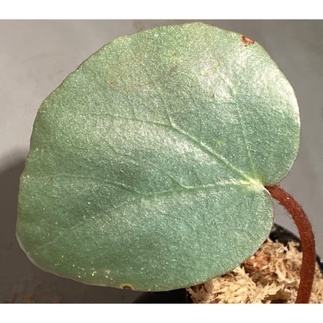 Begonia sp. f1 from Sumatera [NT ORCHID]