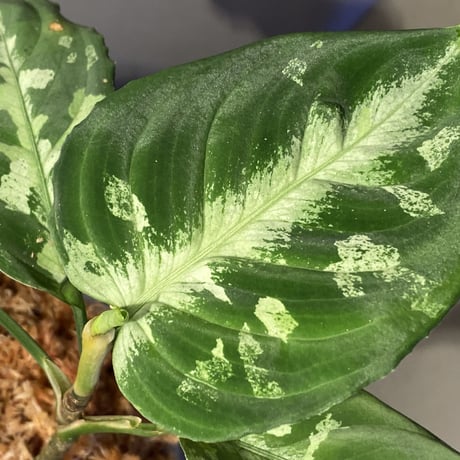 Aglaonema pictum カミハタG III 3rd 2014 ID:7106