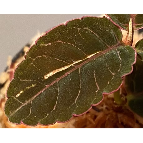 Labisia sp. from Riau Sumatera