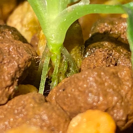 Schismatoglottis sp. from Bau Sarawak