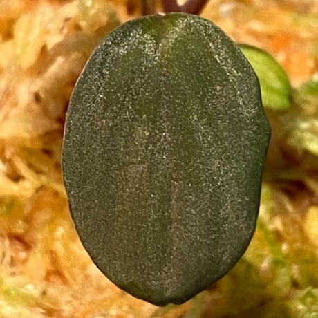 Homalomena sp. from Solok sumatera [LA0315-2]
