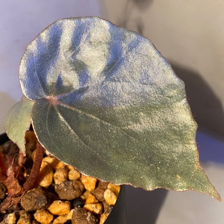 Begonia sp. f1 from Sumatera [NT ORCHID]