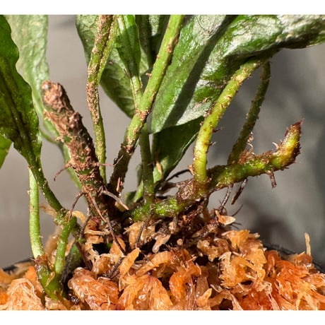 Microsorum sp. from Paracatu Minas Gerais