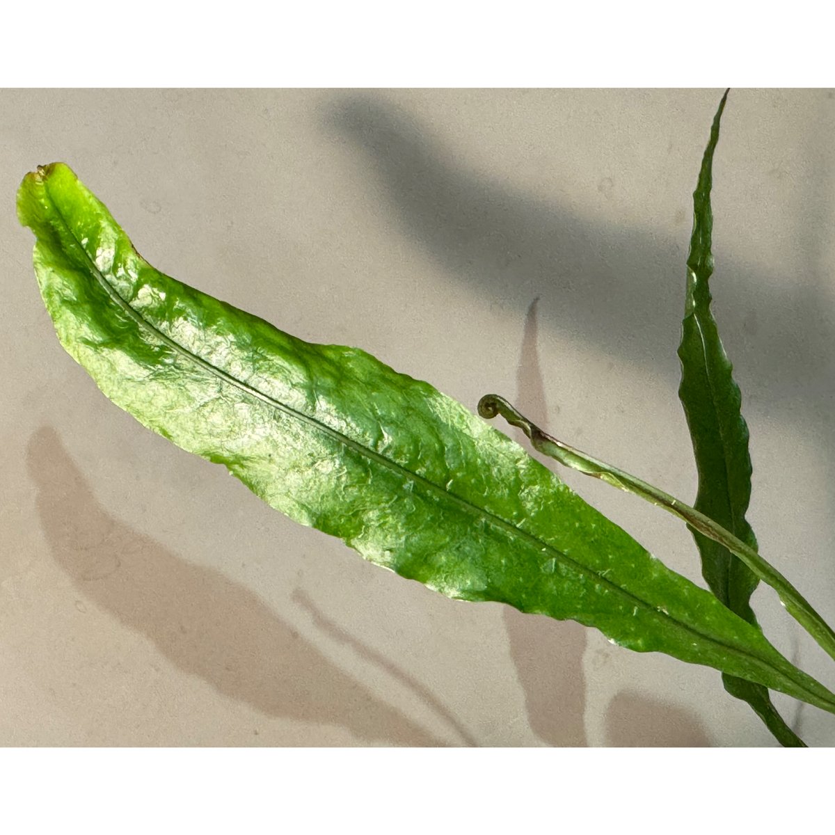 Microsorum sp. 奄美大島 | M・R・G・R