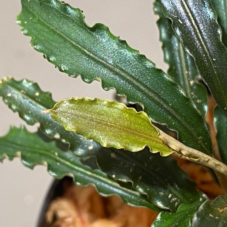 (大株) Bucephalandra sp. from "Mangat" [MF0417-2A] ③