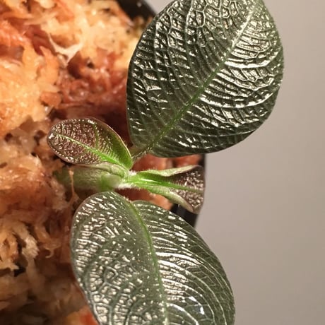 Ophirrizha sp. from Sangau Kalimantan