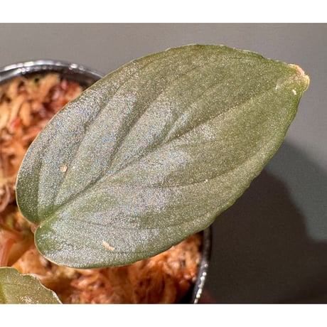 Homalomena sp. from Kayu Hitam [KN1117]
