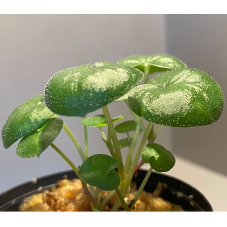 Geophila repens from Iquitos Peru [tanakay]