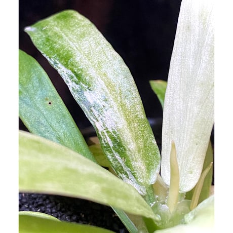 Schismatoglottis sp. "初霜錦" from Murung raya [LA0515-05]