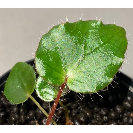Begonia cf. ferox from Cao Bang [YH040519BK] TK