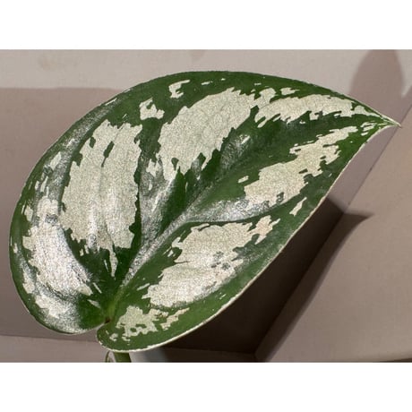 Scindapsus "Silver Princess"